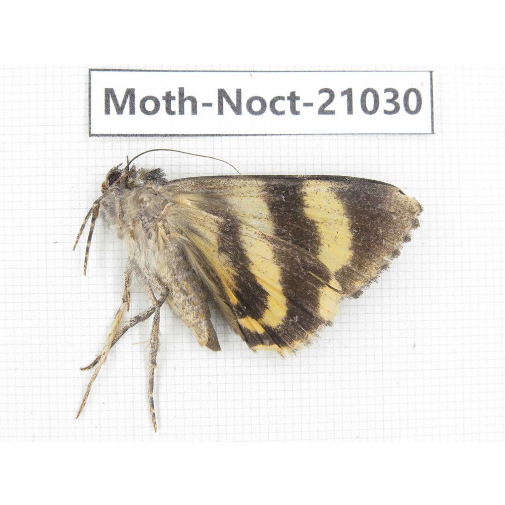 Noctuidae sp. China, Tibet, Linzhi, Bomi county. 1Pcs. Moth-Noct-21030.