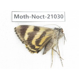 Noctuidae sp. China, Tibet, Linzhi, Bomi county. 1Pcs. Moth-Noct-21030.