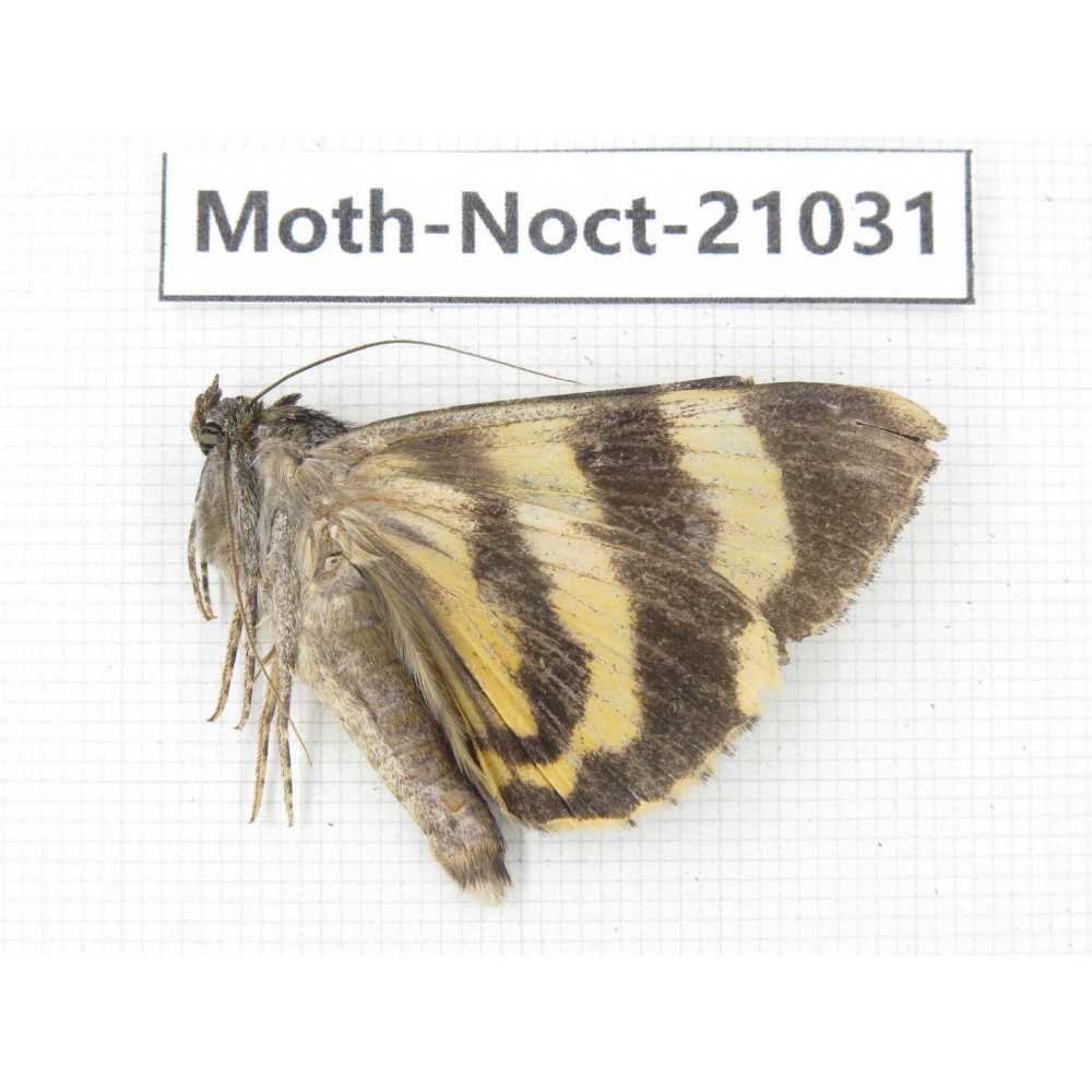 Noctuidae sp. China, Tibet, Linzhi, Bomi county. 1Pcs. Moth-Noct-21031.