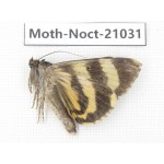 Noctuidae sp. China, Tibet, Linzhi, Bomi county. 1Pcs. Moth-Noct-21031.