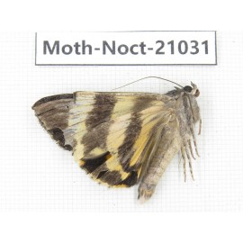 Noctuidae sp. China, Tibet, Linzhi, Bomi county. 1Pcs. Moth-Noct-21031.