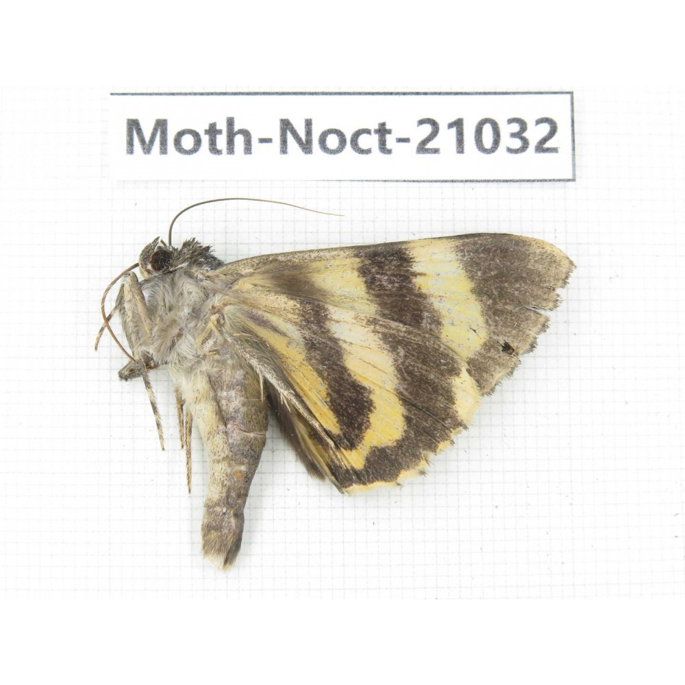 Noctuidae sp. China, Tibet, Linzhi, Bomi county. 1Pcs. Moth-Noct-21032.