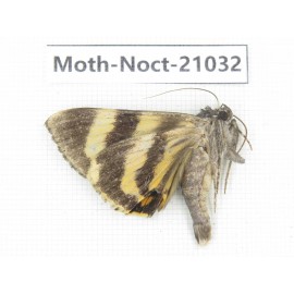 Noctuidae sp. China, Tibet, Linzhi, Bomi county. 1Pcs. Moth-Noct-21032.