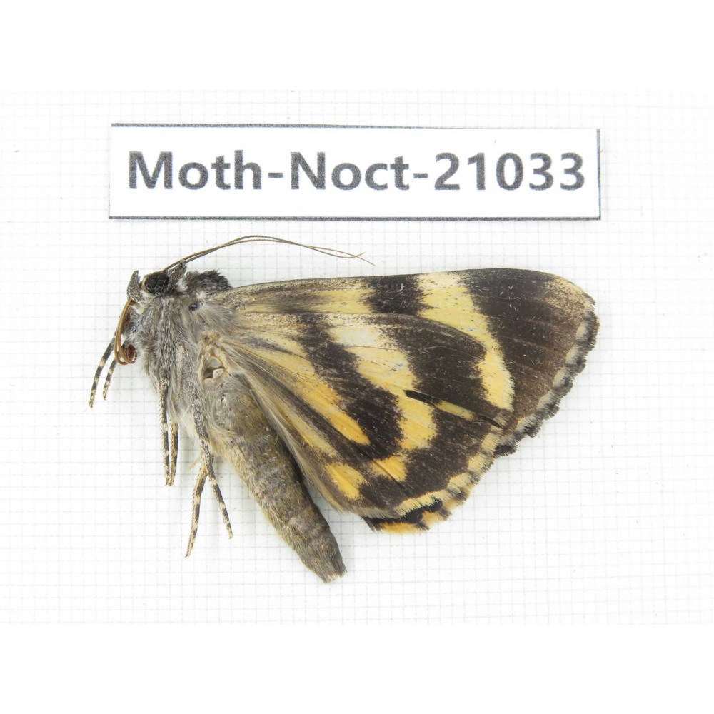 Noctuidae sp. China, Tibet, Linzhi, Bomi county. 1Pcs. Moth-Noct-21033.