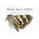 Noctuidae sp. China, Tibet, Linzhi, Bomi county. 1Pcs. Moth-Noct-21033.