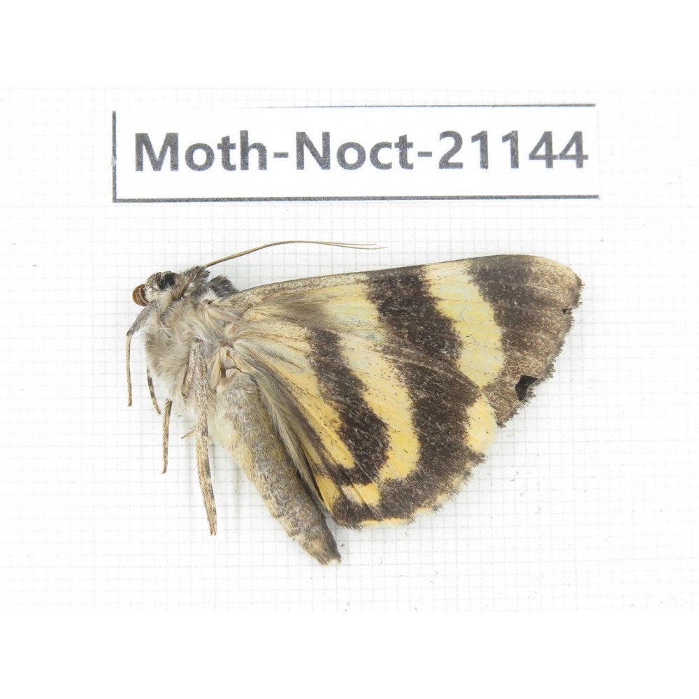 Noctuidae sp. China, Tibet, Linzhi, Bomi county. 1Pcs. Moth-Noct-21144.