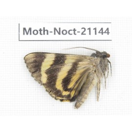 Noctuidae sp. China, Tibet, Linzhi, Bomi county. 1Pcs. Moth-Noct-21144.