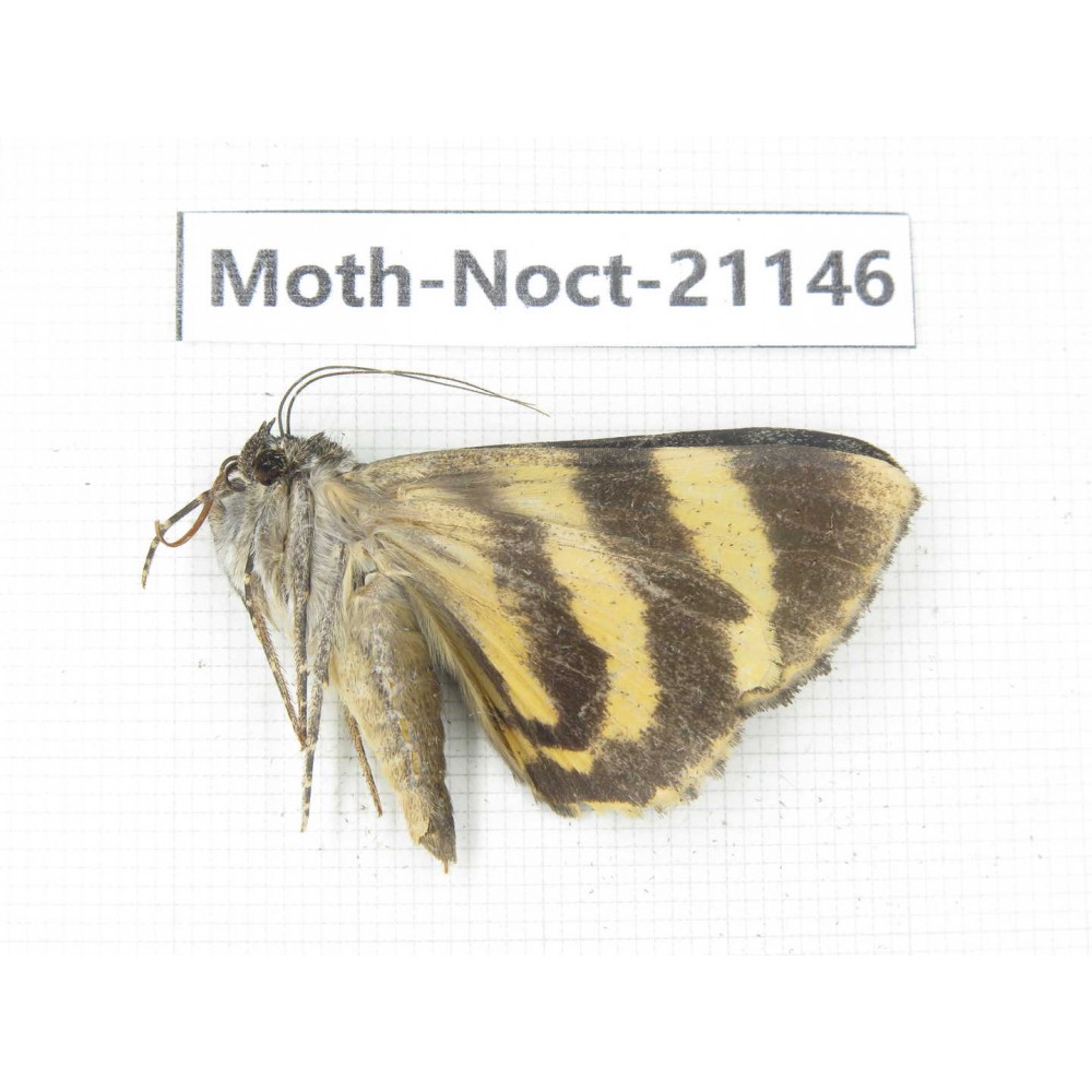 Noctuidae sp. China, Tibet, Linzhi, Bomi county. 1Pcs. Moth-Noct-21146.