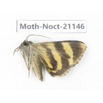 Noctuidae sp. China, Tibet, Linzhi, Bomi county. 1Pcs. Moth-Noct-21146.