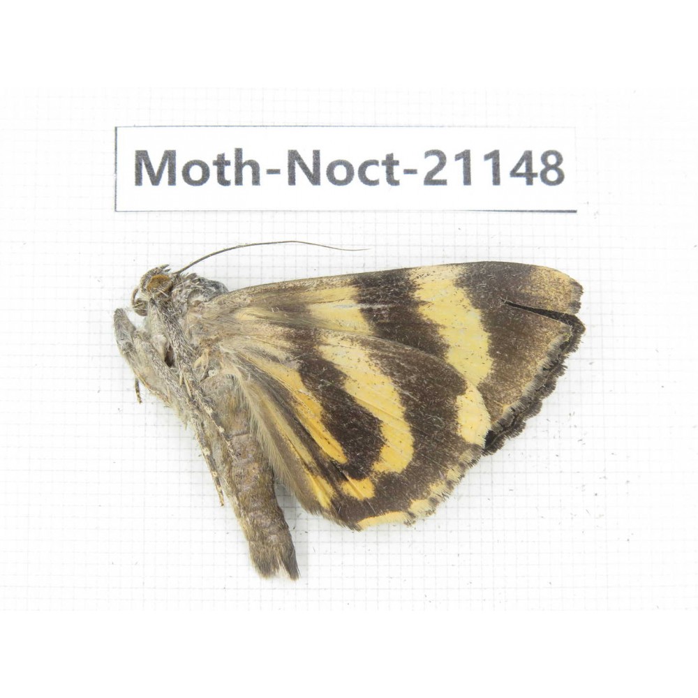 Noctuidae sp. China, Tibet, Linzhi, Bomi county. 1Pcs. Moth-Noct-21148.
