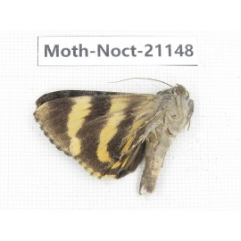 Noctuidae sp. China, Tibet, Linzhi, Bomi county. 1Pcs. Moth-Noct-21148.