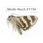 Noctuidae sp. China, Tibet, Linzhi, Bomi county. 1Pcs. Moth-Noct-21150.