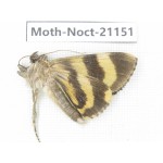 Noctuidae sp. China, Tibet, Linzhi, Bomi county. 1Pcs. Moth-Noct-21151.