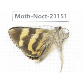 Noctuidae sp. China, Tibet, Linzhi, Bomi county. 1Pcs. Moth-Noct-21151.