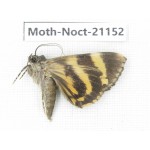 Noctuidae sp. China, Tibet, Linzhi, Bomi county. 1Pcs. Moth-Noct-21152.