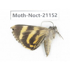 Noctuidae sp. China, Tibet, Linzhi, Bomi county. 1Pcs. Moth-Noct-21152.
