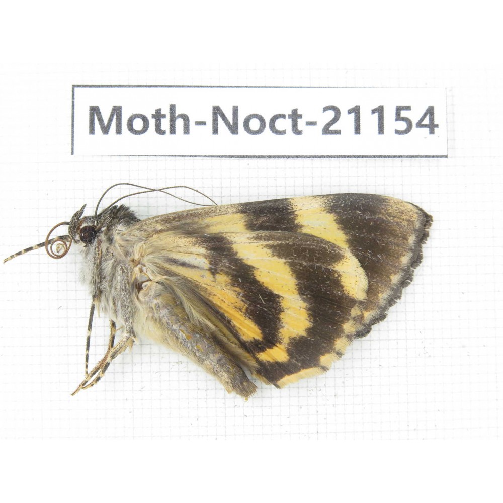 Noctuidae sp. China, Tibet, Linzhi, Bomi county. 1Pcs. Moth-Noct-21154.