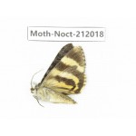 Noctuidae sp. China, Tibet, Linzhi, Milin county. 1Pcs. Moth-Noct-212018.