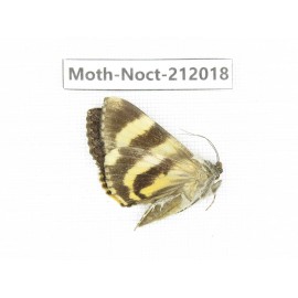 Noctuidae sp. China, Tibet, Linzhi, Milin county. 1Pcs. Moth-Noct-212018.