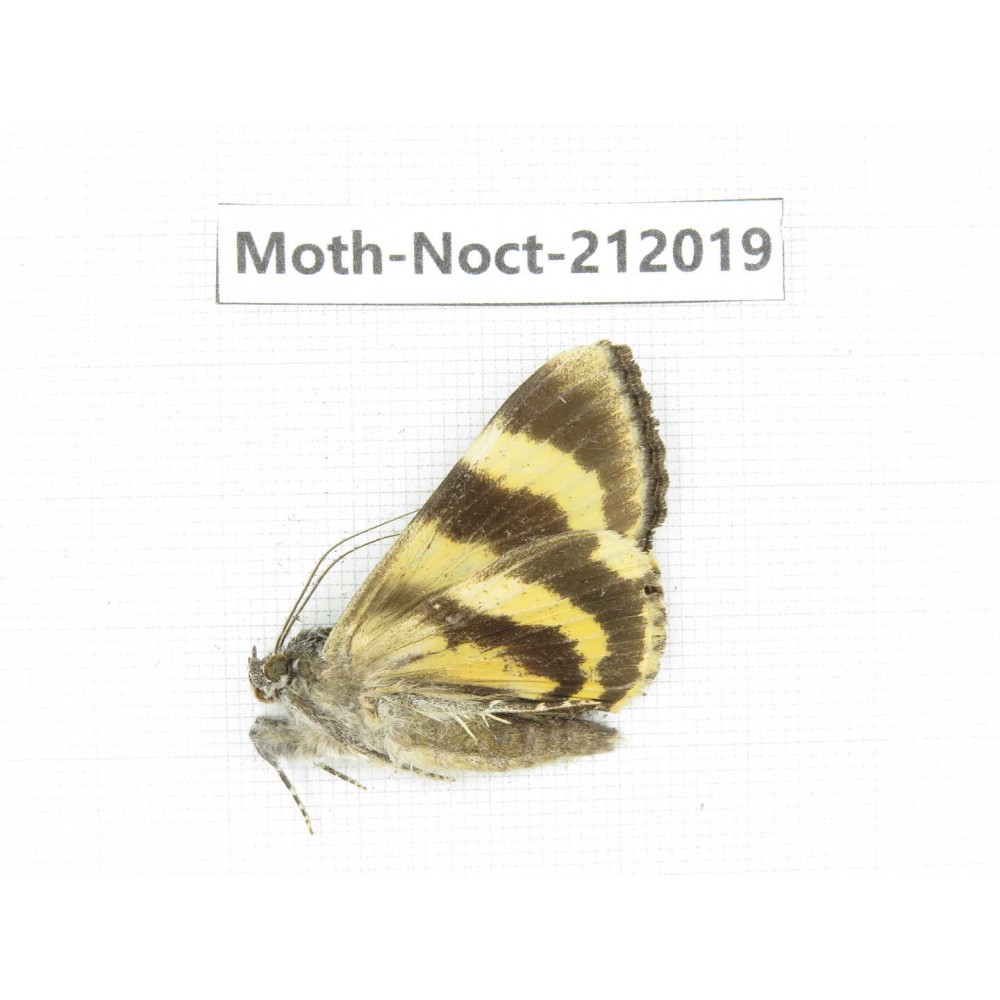 Noctuidae sp. China, Tibet, Linzhi, Milin county. 1Pcs. Moth-Noct-212019.