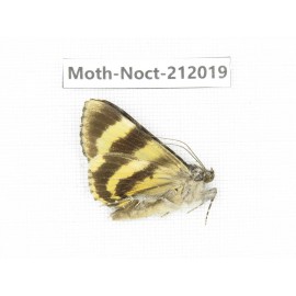 Noctuidae sp. China, Tibet, Linzhi, Milin county. 1Pcs. Moth-Noct-212019.