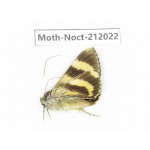 Noctuidae sp. China, Tibet, Linzhi, Milin county. 1Pcs. Moth-Noct-212022.