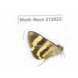 Noctuidae sp. China, Tibet, Linzhi, Milin county. 1Pcs. Moth-Noct-212022.