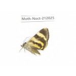 Noctuidae sp. China, Tibet, Linzhi, Milin county. 1Pcs. Moth-Noct-212025.