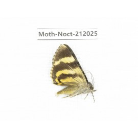 Noctuidae sp. China, Tibet, Linzhi, Milin county. 1Pcs. Moth-Noct-212025.