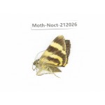 Noctuidae sp. China, Tibet, Linzhi, Milin county. 1Pcs. Moth-Noct-212026.