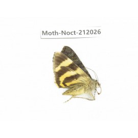 Noctuidae sp. China, Tibet, Linzhi, Milin county. 1Pcs. Moth-Noct-212026.