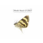 Noctuidae sp. China, Tibet, Linzhi, Milin county. 1Pcs. Moth-Noct-212027.