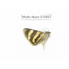 Noctuidae sp. China, Tibet, Linzhi, Milin county. 1Pcs. Moth-Noct-212027.
