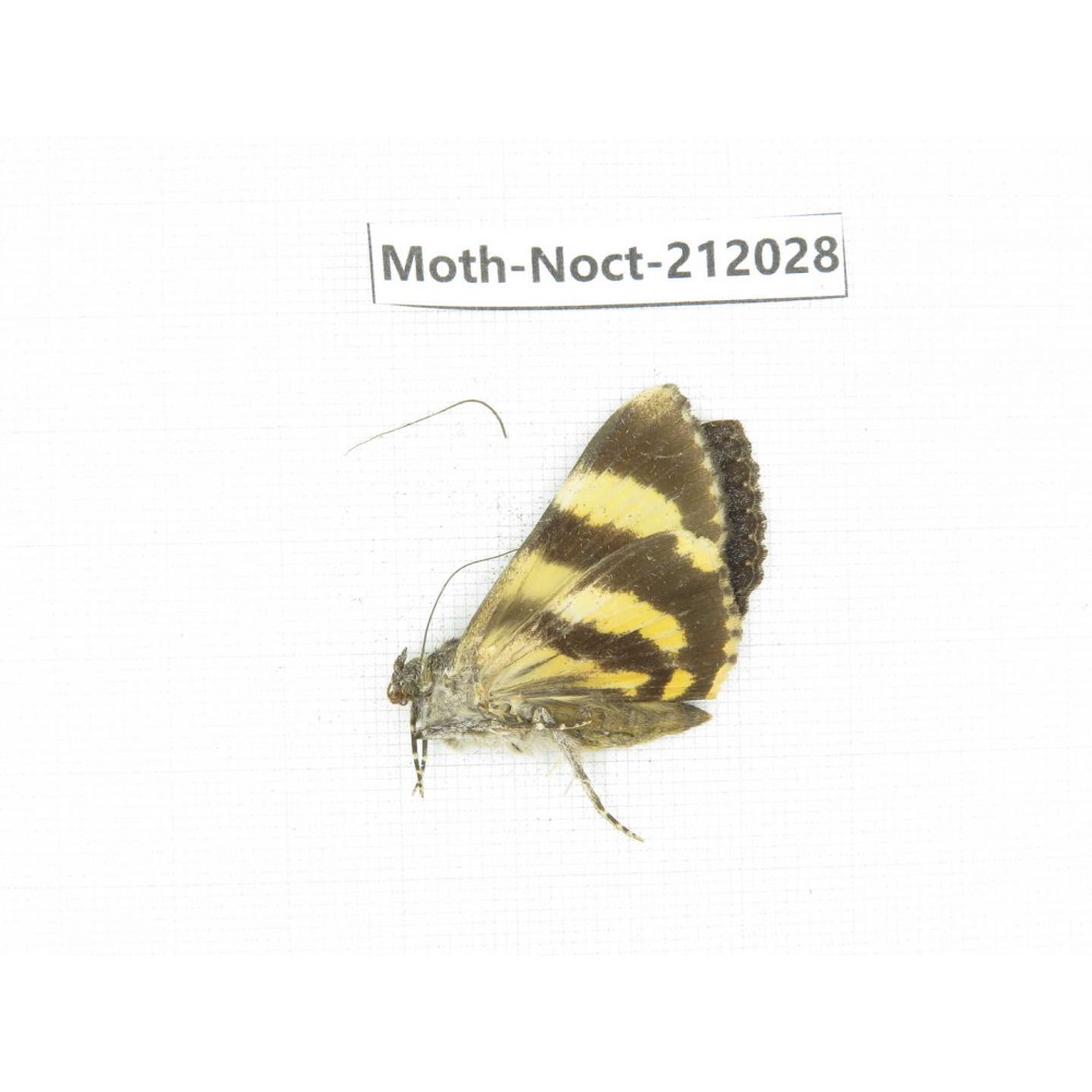 Noctuidae sp. China, Tibet, Linzhi, Milin county. 1Pcs. Moth-Noct-212028.