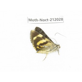 Noctuidae sp. China, Tibet, Linzhi, Milin county. 1Pcs. Moth-Noct-212028.