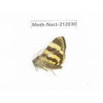Noctuidae sp. China, Tibet, Linzhi, Milin county. 1Pcs. Moth-Noct-212030.