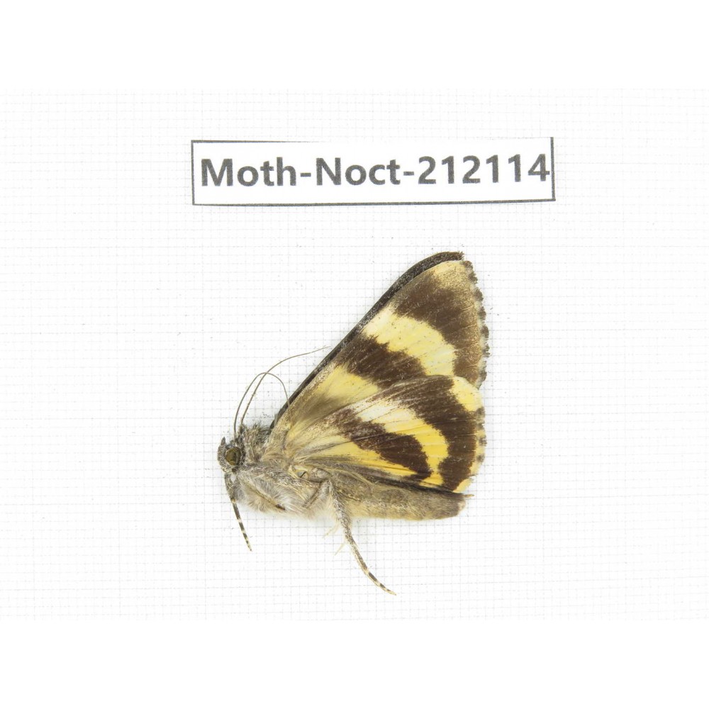 Noctuidae sp. China, Tibet, Linzhi, Milin county. 1Pcs. Moth-Noct-212114.
