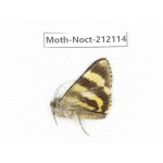 Noctuidae sp. China, Tibet, Linzhi, Milin county. 1Pcs. Moth-Noct-212114.