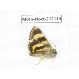 Noctuidae sp. China, Tibet, Linzhi, Milin county. 1Pcs. Moth-Noct-212114.