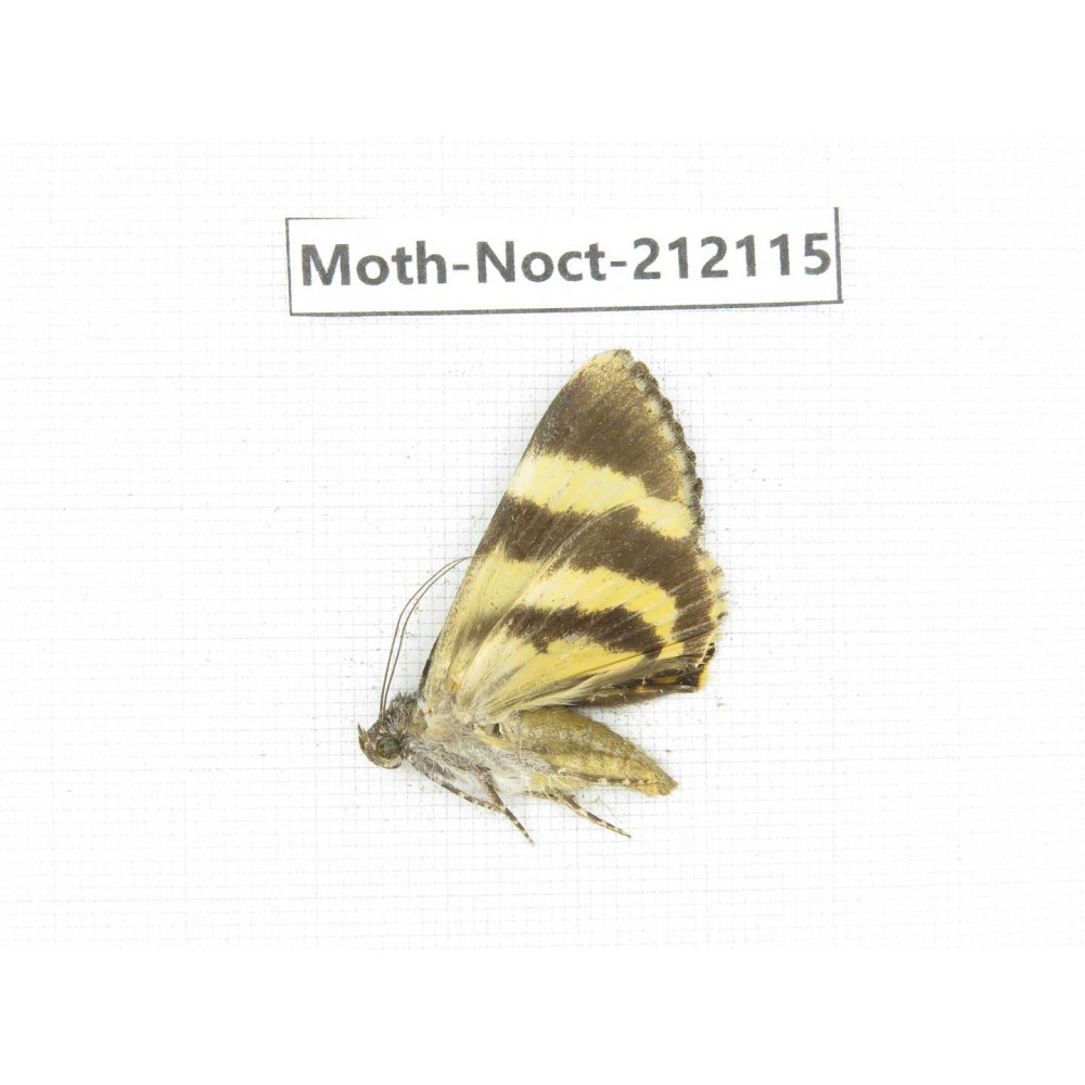 Noctuidae sp. China, Tibet, Linzhi, Milin county. 1Pcs. Moth-Noct-212115.
