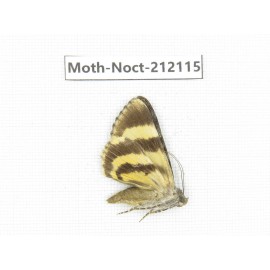 Noctuidae sp. China, Tibet, Linzhi, Milin county. 1Pcs. Moth-Noct-212115.