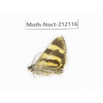 Noctuidae sp. China, Tibet, Linzhi, Milin county. 1Pcs. Moth-Noct-212116.