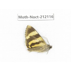 Noctuidae sp. China, Tibet, Linzhi, Milin county. 1Pcs. Moth-Noct-212116.