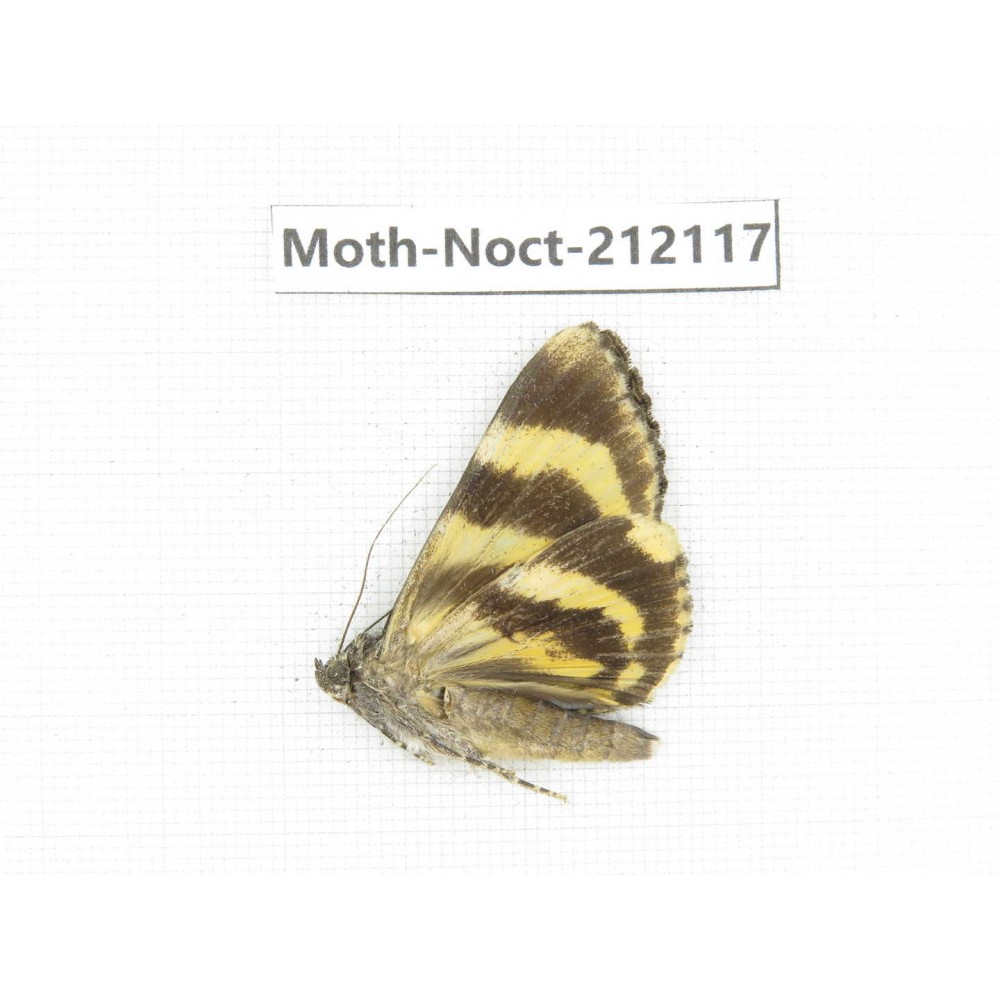Noctuidae sp. China, Tibet, Linzhi, Milin county. 1Pcs. Moth-Noct-212117.