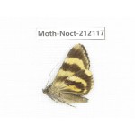 Noctuidae sp. China, Tibet, Linzhi, Milin county. 1Pcs. Moth-Noct-212117.