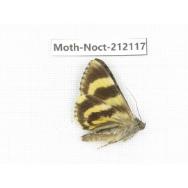 Noctuidae sp. China, Tibet, Linzhi, Milin county. 1Pcs. Moth-Noct-212117.