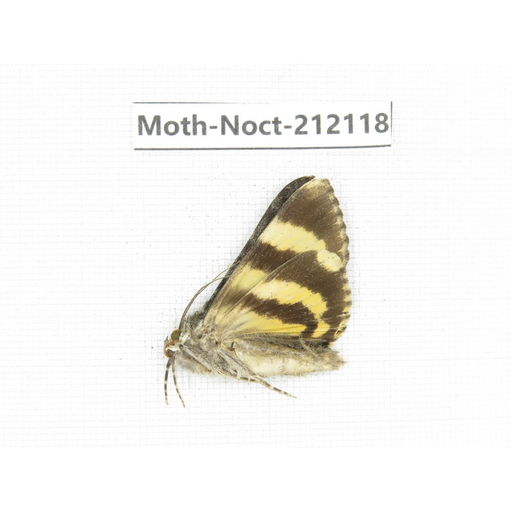 Noctuidae sp. China, Tibet, Linzhi, Milin county. 1Pcs. Moth-Noct-212118.