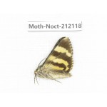 Noctuidae sp. China, Tibet, Linzhi, Milin county. 1Pcs. Moth-Noct-212118.