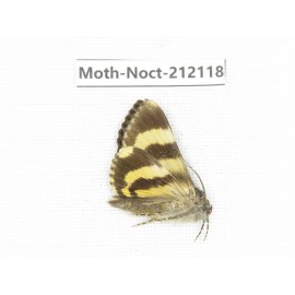 Noctuidae sp. China, Tibet, Linzhi, Milin county. 1Pcs. Moth-Noct-212118.