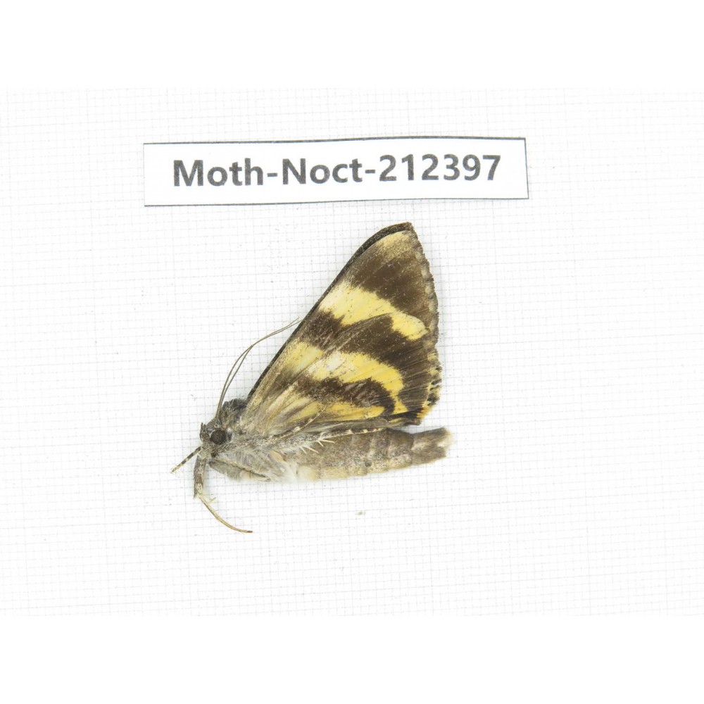 Noctuidae sp. China, Tibet, Linzhi, Milin county. 1Pcs. Moth-Noct-212397.